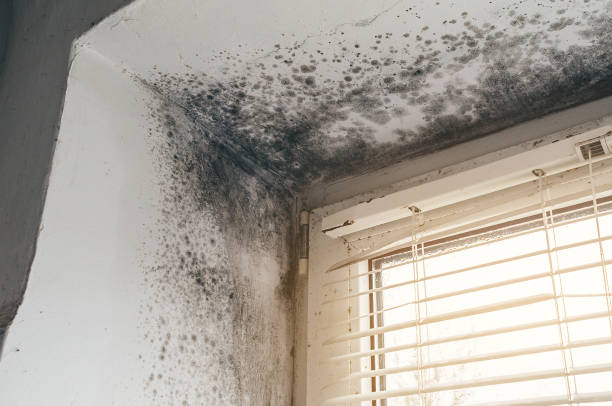 Affordable Mold Cleanup solutions in Fountain, CO